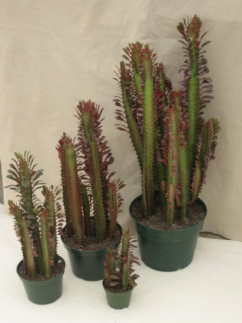 Euphorbia trigona Red